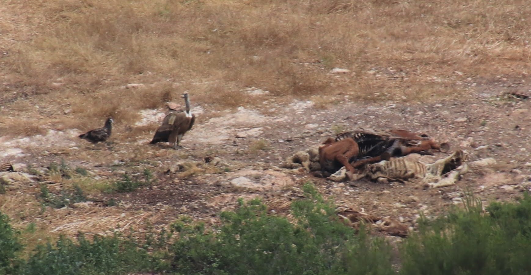 A Eurasian Griffon Vulture (Gyps fulvus) and an Egyptian Vulture (Neophron percnopterus) feed at a carcass provided at a feeding site in Israel. Photo by Noa Pinter-Wollman.