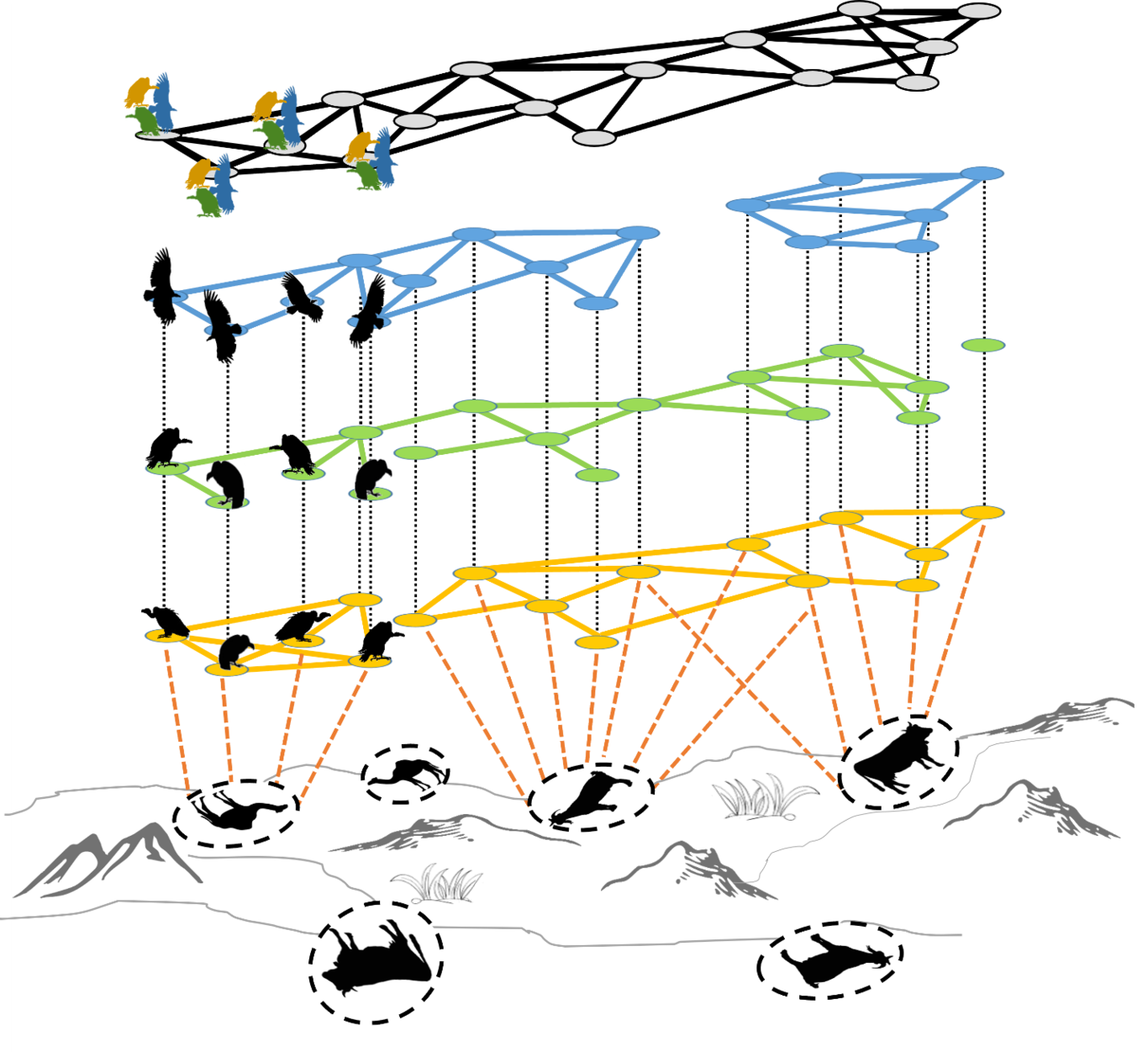 From : Social networks across multiple situations. A hypothetical example of social interactions among vultures in different social situations: co-flying in blue, nocturnal ground interactions, (i.e., co-roosting) in green, and diurnal ground interactions (e.g., co-feeding) in yellow. Solid lines within each social situation indicate interactions within the social situation and black-dotted lines between social situations connect occurrences of the same individual. Dashed orange lines connect individuals to food sites to show how spatial proximity can be used to infer social interactions, for example when co-feeding. An aggregate network at the top, in gray, combines all interactions from the different social situations.
